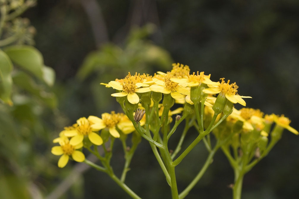 Senecio angulatus / Senecione angolato